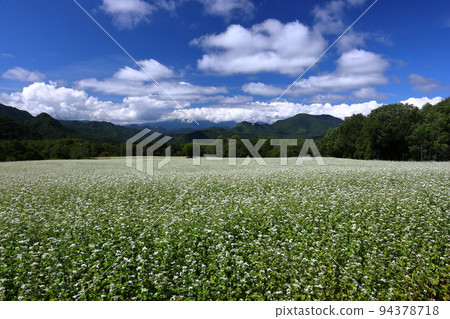 Hasso, Minamiaizu-cho, Minamiaizu-gun, Fukushima Prefecture White buckwheat flowers and summer blue sky at the bottom of the Takatsue soba field in the Takatsuehara district of the Tateiwa area Hasso, Minamiaizu-cho, Minamiaizu-gun, Fukushima Prefecture White buckwheat flowers and summer blue sky at the bottom of the Takatsue soba field in the Takatsuehara district of the Tateiwa area 94378718