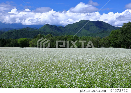 福島縣南會津郡南會津町八莊 立岩地區高松原區高松蕎麥田底部的白蕎麥花和夏日藍天 福島縣南會津郡南會津町八莊 立岩地區高松原區高松蕎麥田底部的白蕎麥花和夏日藍天 94378722