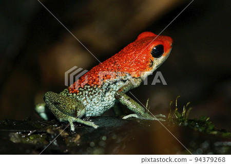 A species of poison dart frog 94379268