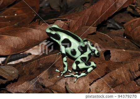 Madara yaddo frog Madara yaddo frog 94379270