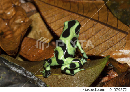 Madara yaddo frog Madara yaddo frog 94379272