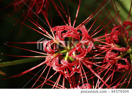 彼岸花（Higanbana，Manjushage）鮮豔的紅色花朵迷人而美麗。 94379304