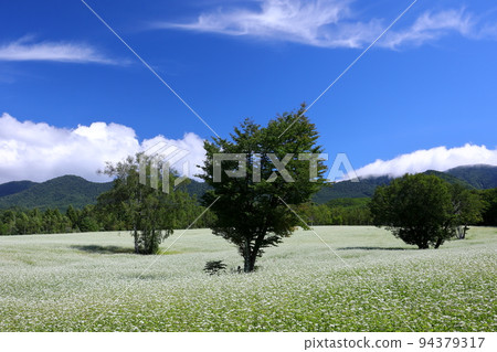 Hasso, Minamiaizu-cho, Minamiaizu-gun, Fukushima Prefecture White buckwheat flowers and summer blue sky in the upper tier of the Takatsue soba field in the Takatsuehara district of the Tateiwa area Hasso, Minamiaizu-cho, Minamiaizu-gun, Fukushima Prefecture White buckwheat flowers and summer blue sky in the upper tier of the Takatsue soba field in the Takatsuehara district of the Tateiwa area 94379317