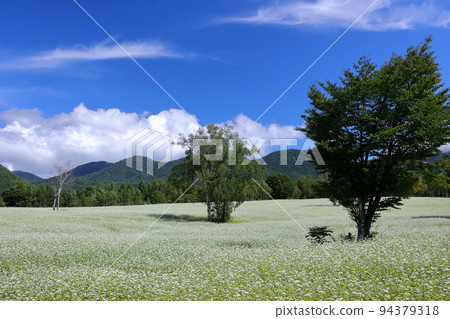 Hasso, Minamiaizu-cho, Minamiaizu-gun, Fukushima Prefecture White buckwheat flowers and summer blue sky in the upper tier of the Takatsue soba field in the Takatsuehara district of the Tateiwa area Hasso, Minamiaizu-cho, Minamiaizu-gun, Fukushima Prefecture White buckwheat flowers and summer blue sky in the upper tier of the Takatsue soba field in the Takatsuehara district of the Tateiwa area 94379318