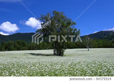 Hasso, Minamiaizu-cho, Minamiaizu-gun, Fukushima Prefecture White buckwheat flowers and summer blue sky in the upper tier of the Takatsue soba field in the Takatsuehara district of the Tateiwa area Hasso, Minamiaizu-cho, Minamiaizu-gun, Fukushima Prefecture White buckwheat flowers and summer blue sky in the upper tier of the Takatsue soba field in the Takatsuehara district of the Tateiwa area 94379324