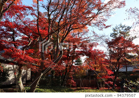 Momiji in Tenryu-ji Hogon-in Shishiku garden Momiji in Tenryu-ji Hogon-in Shishiku garden 94379507