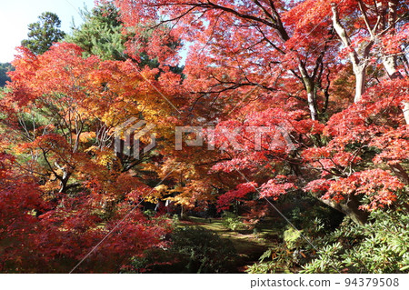 Momiji in Tenryu-ji Hogon-in Shishiku garden Momiji in Tenryu-ji Hogon-in Shishiku garden 94379508