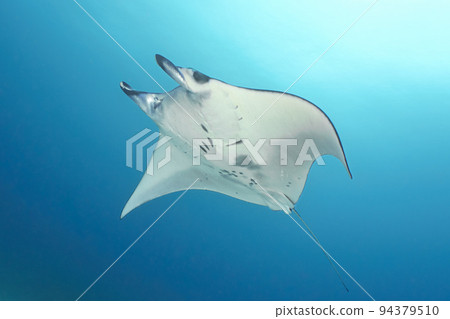 Manta 94379510