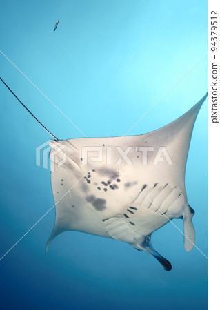 Manta Manta 94379512