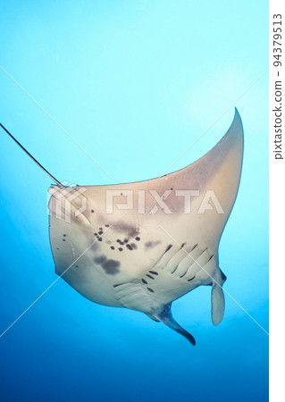 Manta Manta 94379513