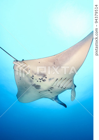 Manta Manta 94379514
