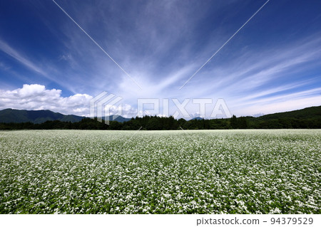 Sawada, Shimogo-cho, Minamiaizu-gun, Fukushima Prefecture White buckwheat flowers, blue sky and cirrus clouds in the vast buckwheat field on the Sarugaku plateau 94379529