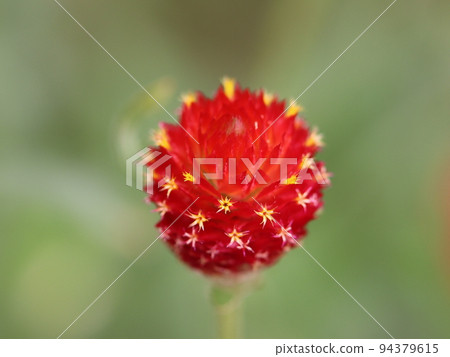 Sennichikureni Strawberry Field Sennichikureni Strawberry Field 94379615