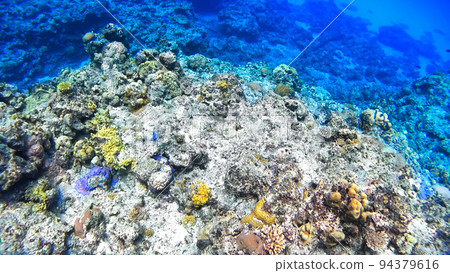 Nishihama Beach underwater photography of Okinawa Akajima 94379616