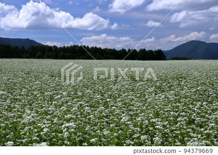 Sawada, Shimogo Town, Minamiaizu District, Fukushima Prefecture White buckwheat flowers, blue sky and clouds in the vast buckwheat field on the Sarugaku plateau Sawada, Shimogo Town, Minamiaizu District, Fukushima Prefecture White buckwheat flowers, blue sky and clouds in the vast buckwheat field on the Sarugaku plateau 94379669