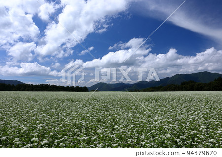 Sawada, Shimogo Town, Minamiaizu District, Fukushima Prefecture White buckwheat flowers, blue sky and clouds in the vast buckwheat field on the Sarugaku plateau Sawada, Shimogo Town, Minamiaizu District, Fukushima Prefecture White buckwheat flowers, blue sky and clouds in the vast buckwheat field on the Sarugaku plateau 94379670