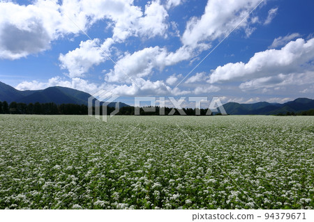 Sawada, Shimogo Town, Minamiaizu District, Fukushima Prefecture White buckwheat flowers, blue sky and clouds in the vast buckwheat field on the Sarugaku plateau Sawada, Shimogo Town, Minamiaizu District, Fukushima Prefecture White buckwheat flowers, blue sky and clouds in the vast buckwheat field on the Sarugaku plateau 94379671