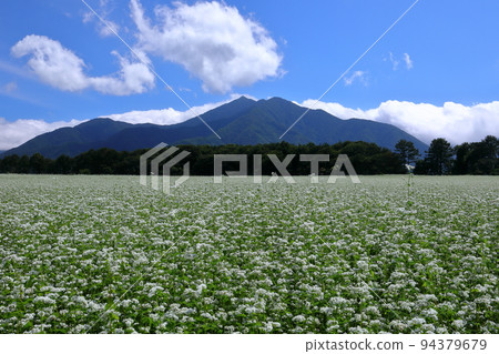 福島縣南會津區下鄉町澤田 猿岳高原廣闊的蕎麥田白蕎麥花藍天白雲 福島縣南會津區下鄉町澤田 猿岳高原廣闊的蕎麥田白蕎麥花藍天白雲 94379679