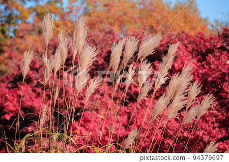 Japanese pampas grass and autumn foliage, a material that makes you feel autumn, Japanese pampas grass from Mt. Takao Japanese pampas grass and autumn foliage, a material that makes you feel autumn, Japanese pampas grass from Mt. Takao 94379697