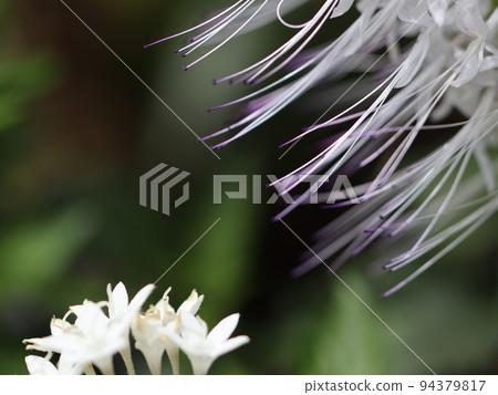 貓須 貓須 94379817