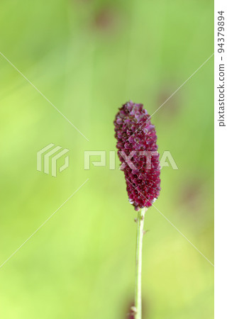The berries of the burnet are unique and interesting. 94379894