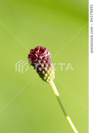 The berries of the burnet are unique and interesting. The berries of the burnet are unique and interesting. 94379895