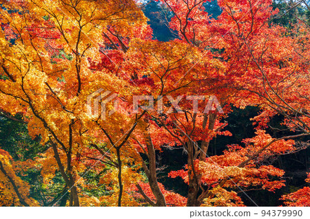 日本最美的山谷山梨甲府的秋景昇仙峽紅葉 94379990