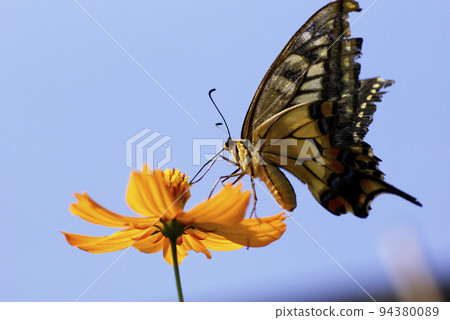 A swallowtail butterfly pecking deliciously at the nectar of yellow cosmos A swallowtail butterfly pecking deliciously at the nectar of yellow cosmos 94380089
