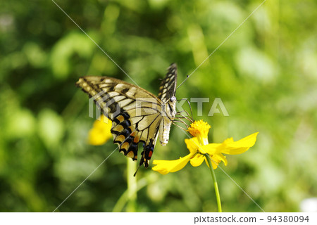 A swallowtail butterfly pecking deliciously at the nectar of yellow cosmos A swallowtail butterfly pecking deliciously at the nectar of yellow cosmos 94380094