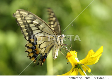 A swallowtail butterfly pecking deliciously at the nectar of yellow cosmos A swallowtail butterfly pecking deliciously at the nectar of yellow cosmos 94380099