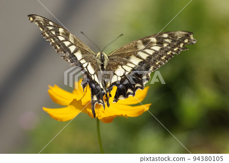 A swallowtail butterfly pecking deliciously at the nectar of yellow cosmos A swallowtail butterfly pecking deliciously at the nectar of yellow cosmos 94380105