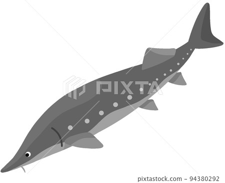 最好的鱘魚 94380292