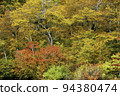 The autumn leaves forest 94380474