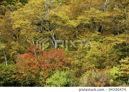The autumn leaves forest The autumn leaves forest 94380474