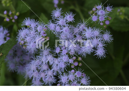Blue-violet ageratum flowers blooming in a Japanese autumn garden Blue-violet ageratum flowers blooming in a Japanese autumn garden 94380604