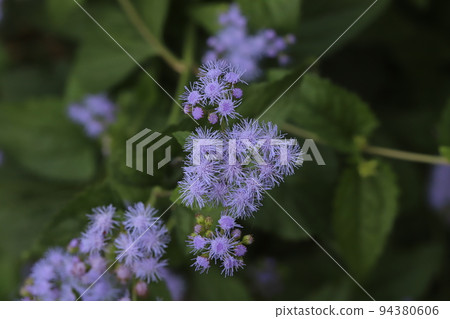Blue-violet ageratum flowers blooming in a Japanese autumn garden Blue-violet ageratum flowers blooming in a Japanese autumn garden 94380606