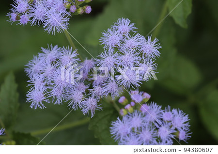 Blue-violet ageratum flowers blooming in a Japanese autumn garden Blue-violet ageratum flowers blooming in a Japanese autumn garden 94380607
