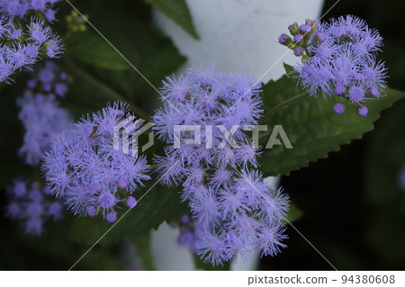 Blue-violet ageratum flowers blooming in a Japanese autumn garden Blue-violet ageratum flowers blooming in a Japanese autumn garden 94380608