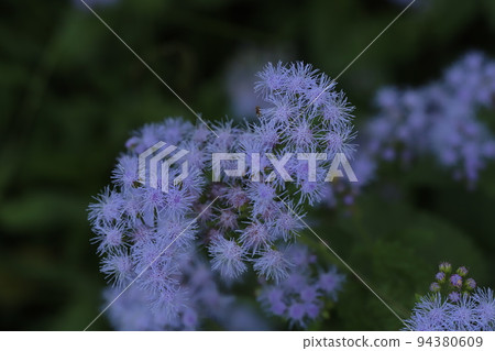 Blue-violet ageratum flowers blooming in a Japanese autumn garden Blue-violet ageratum flowers blooming in a Japanese autumn garden 94380609