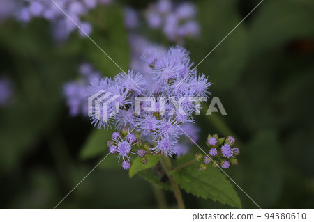 Blue-violet ageratum flowers blooming in a Japanese autumn garden Blue-violet ageratum flowers blooming in a Japanese autumn garden 94380610