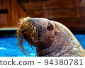 Walrus 94380781