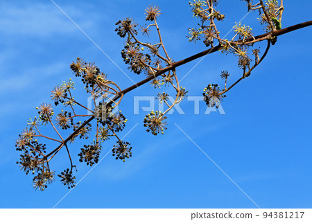 The black fruit of Udo that shines in the blue sky Tadami Town, Fukushima Prefecture The black fruit of Udo that shines in the blue sky Tadami Town, Fukushima Prefecture 94381217