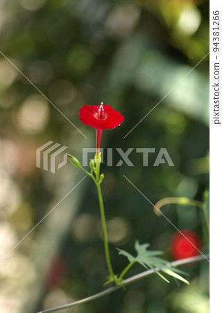 可愛的小橙花 94381266