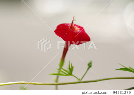 Cute small orange flowers 94381279