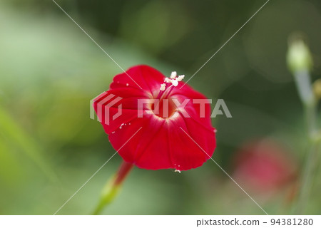 可愛的小橙花 可愛的小橙花 94381280
