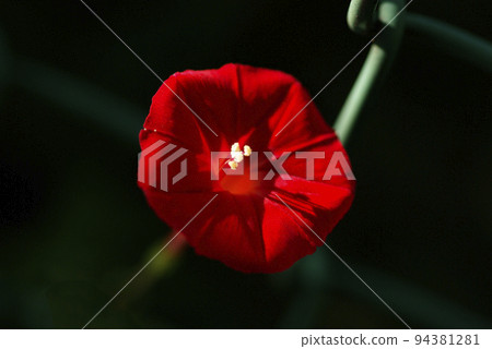 可愛的小橙花 94381281