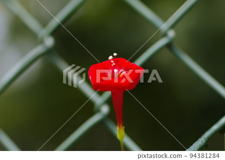 Cute small orange flowers 94381284