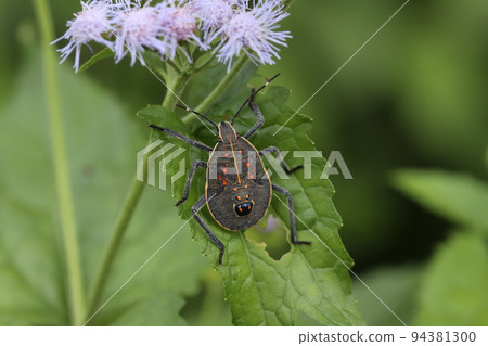 Larva of a stinkbug on a leaf of an ageratum blooming in an autumn garden in Japan Larva of a stinkbug on a leaf of an ageratum blooming in an autumn garden in Japan 94381300