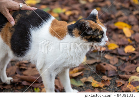 友好公園裡的印花布貓 友好公園裡的印花布貓 94381333