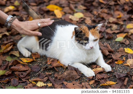 友好公園裡的印花布貓 友好公園裡的印花布貓 94381335